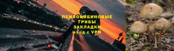 ПСИЛОЦИБИНОВЫЕ ГРИБЫ Новозыбков